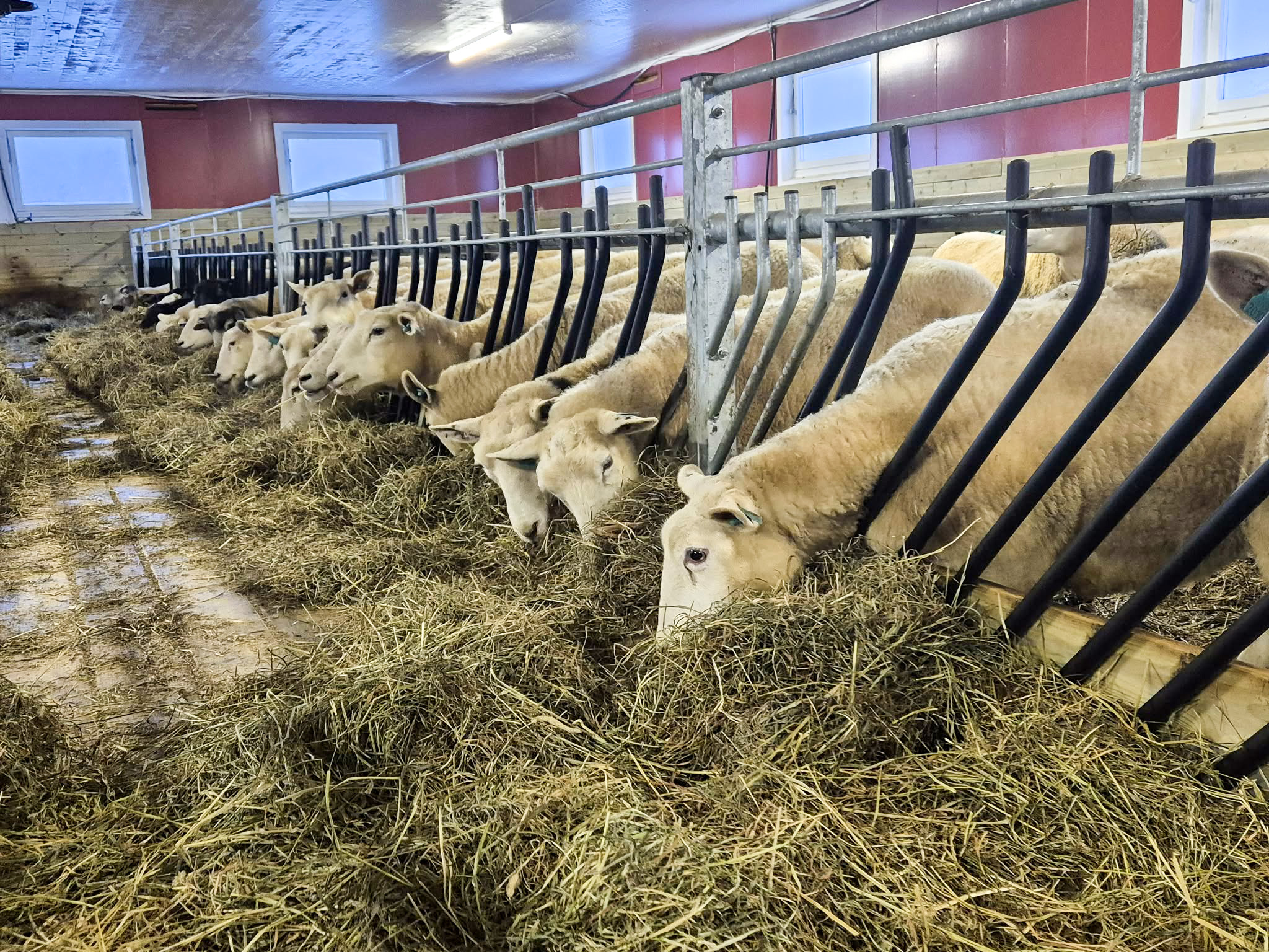 Lammesikker front. Anders Konglevoll, 2025