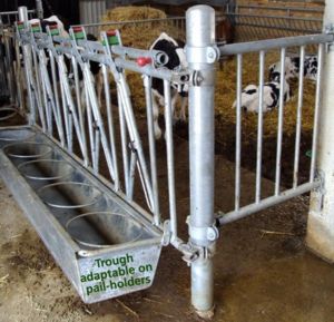 Fangfront_m_traug-326 Fanfront kalv, Topcalf