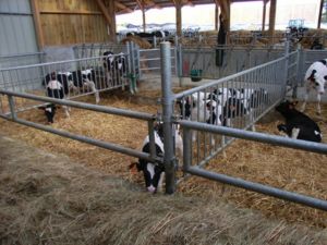 R__rfront_til_kalv-327 Front til kalv, Topcalf