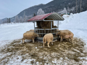 Rundballehekk med tak for sau og geit