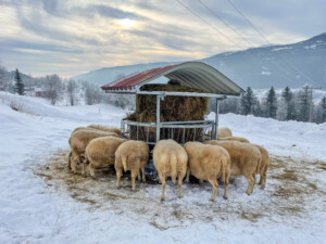 Rundballehekk med tak for sau og geit