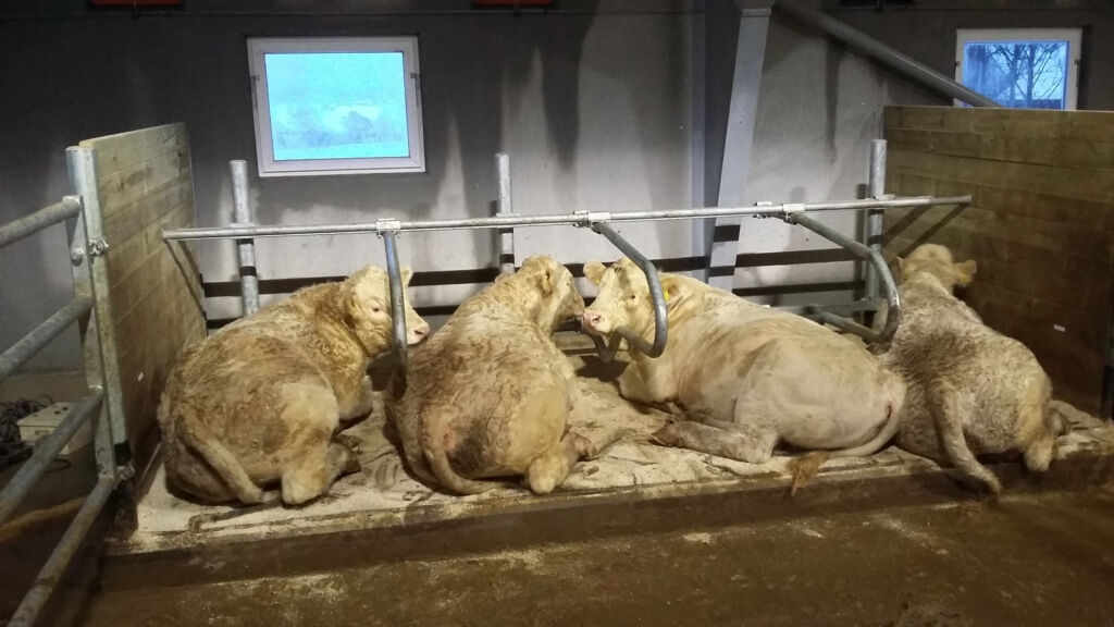 Nytt ammekufjøs i Leirsund Nytt ammekufjøs i Leirsund