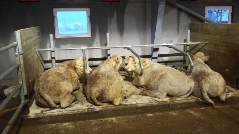 Nytt ammekufjøs i Leirsund Nytt ammekufjøs i Leirsund