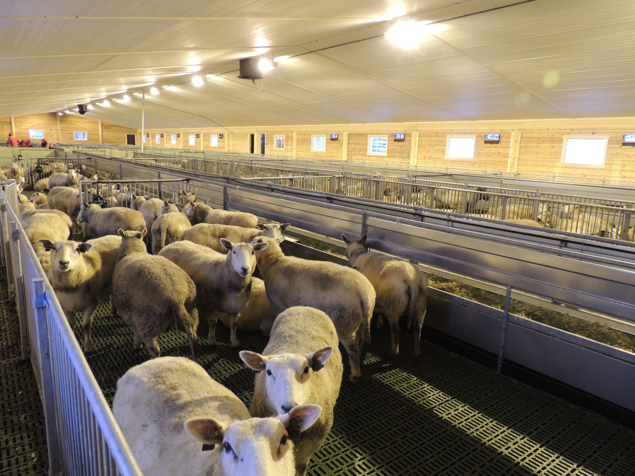 Nytt sauefjøs på Kvam