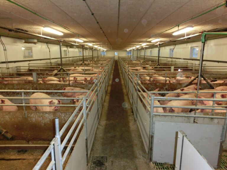 Slaktegrishus med MIK plastrister og fiberinventar