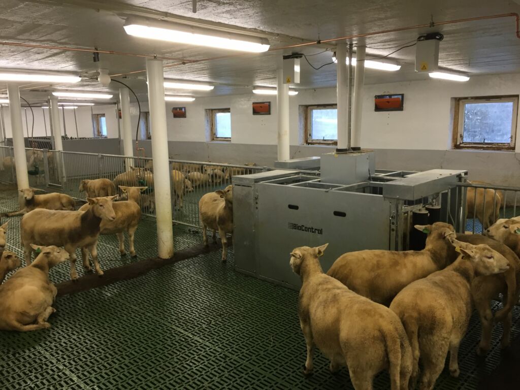 Gammelt kufjøs renovert og bygd om til sau