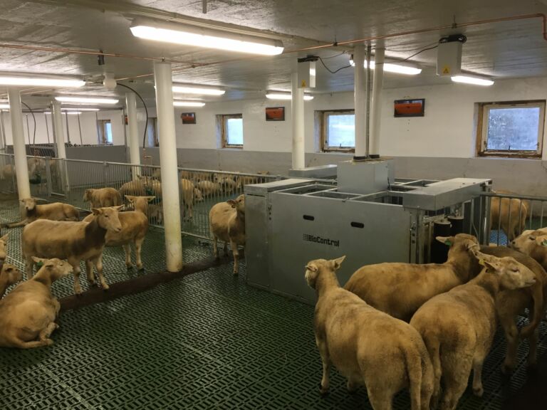 Gammelt kufjøs renovert og bygd om til sau