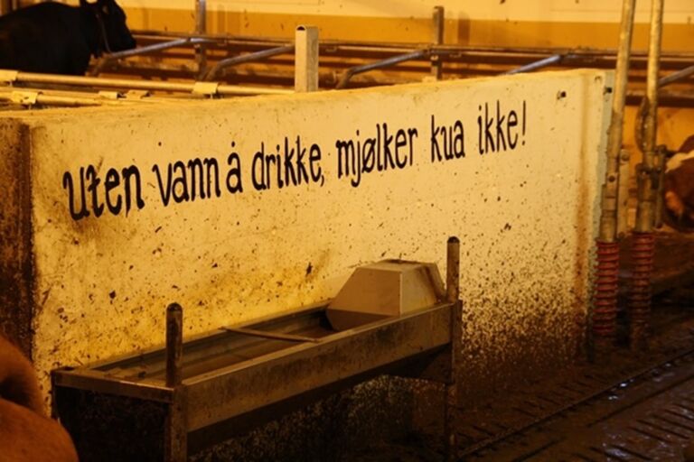 Drikkekar og vannopplegg for storfe Drikkekar og vannopplegg for storfe