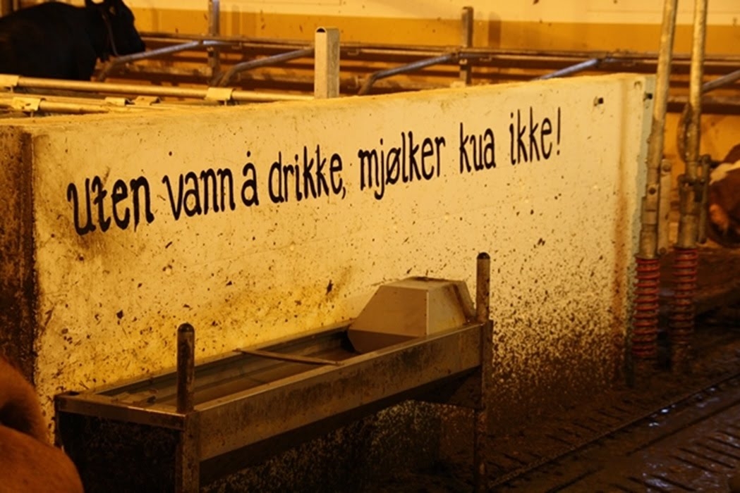 Drikkekar og vannopplegg for storfe