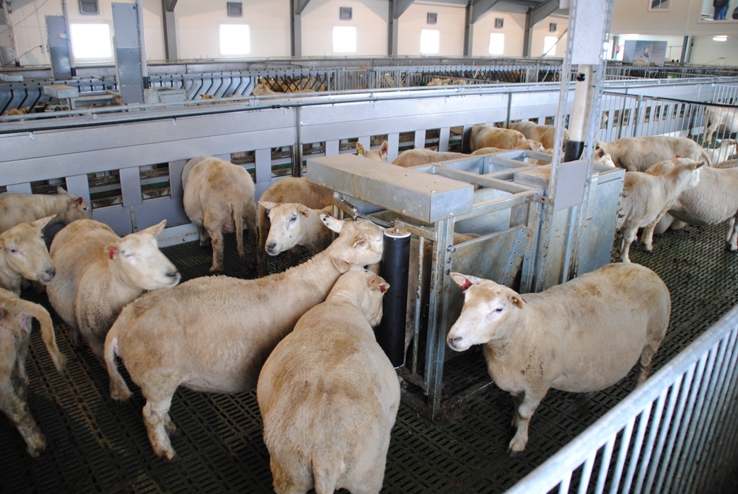 Kraftfôrstasjon til sau