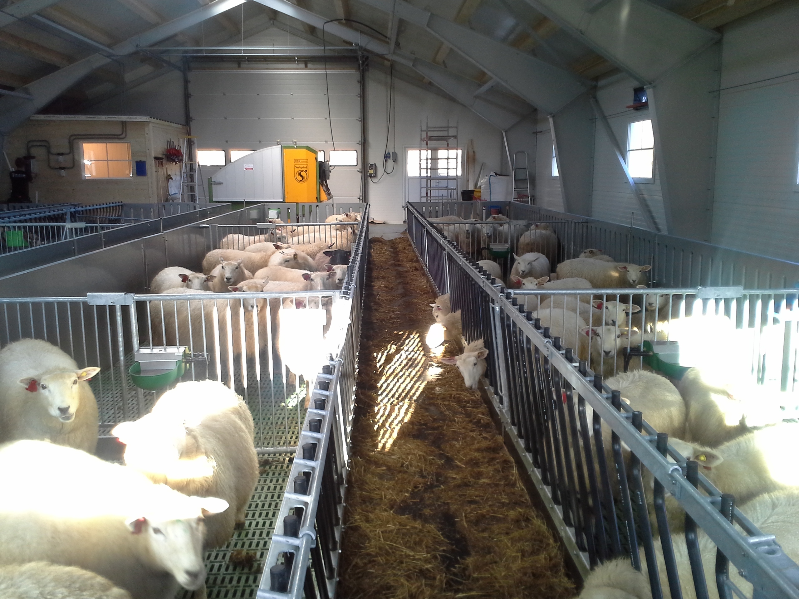 Nytt sauefjøs i Nesbyen