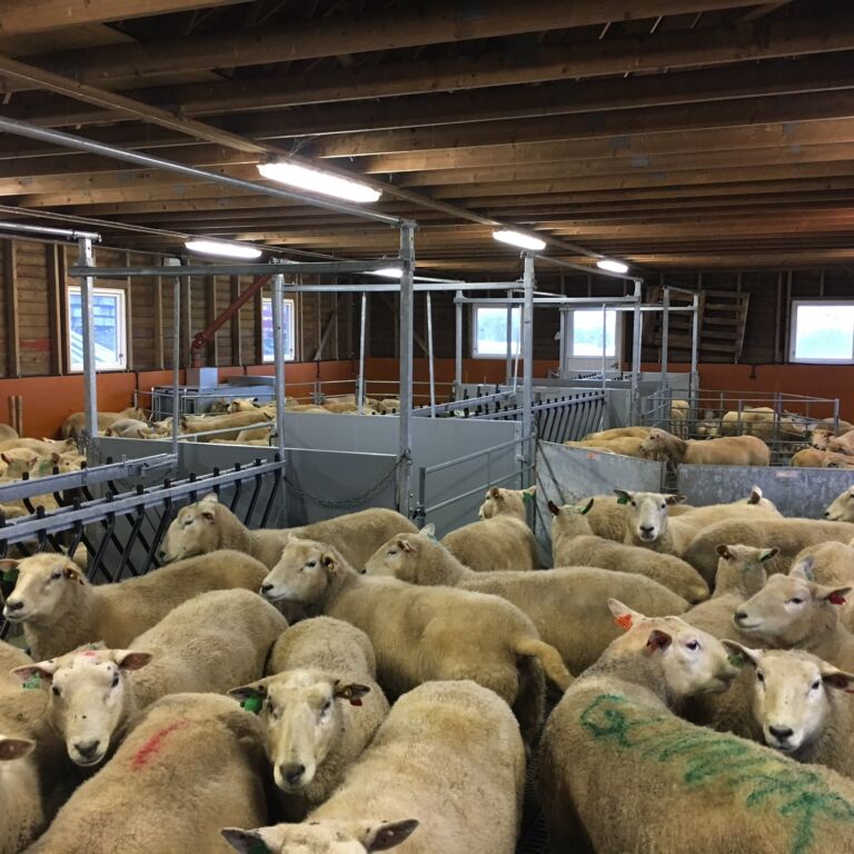 Vellykket ombygging av sauehus