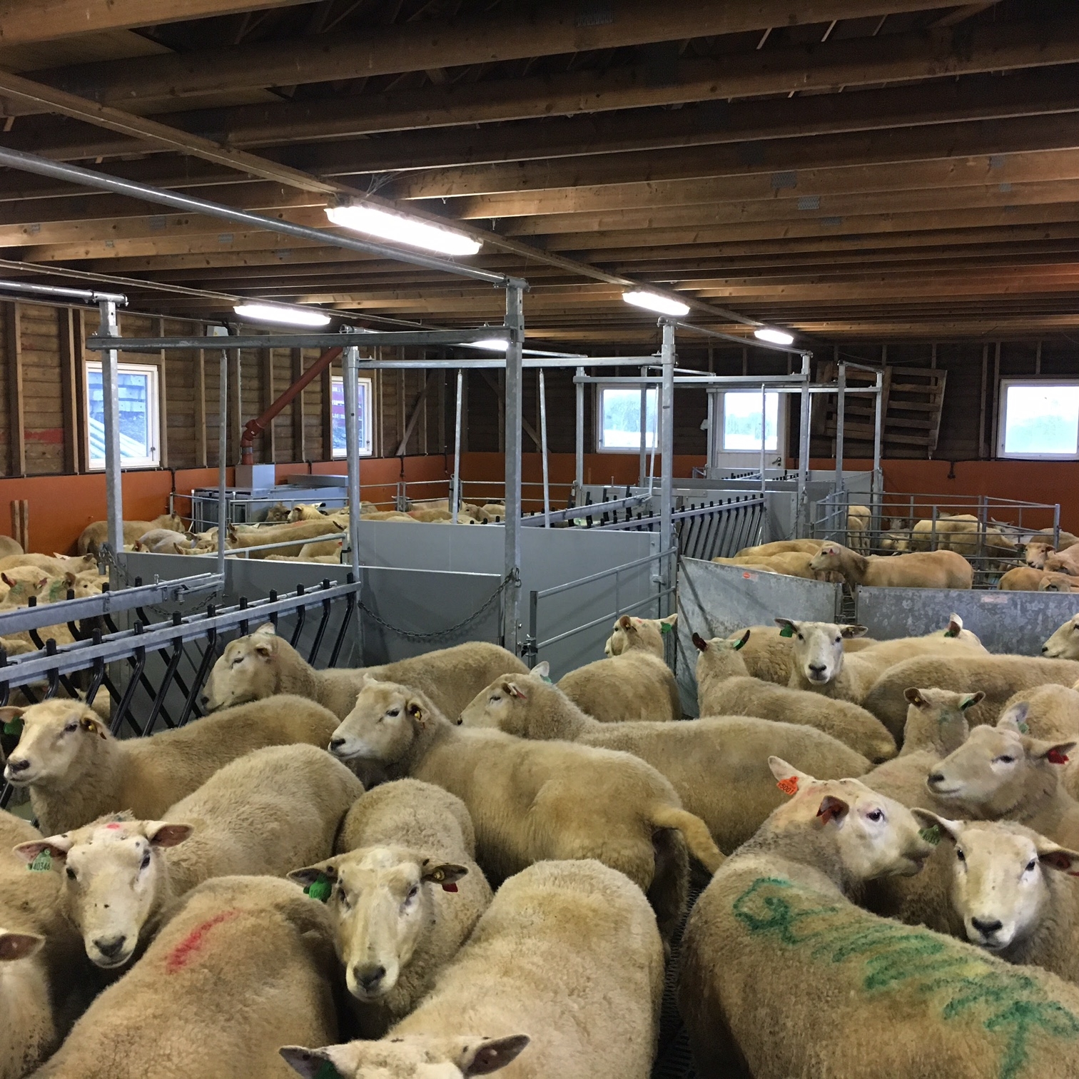 Vellykket ombygging av sauehus