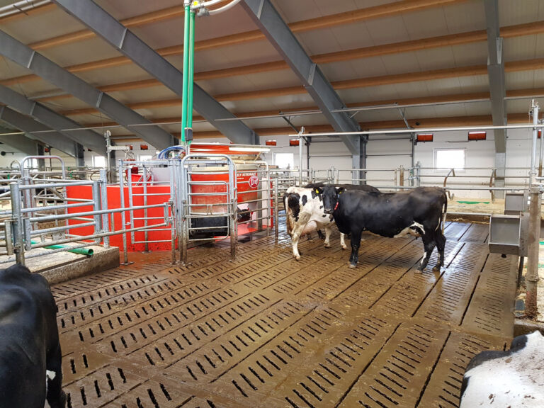 Nytt fjøs i Marnardal Nytt fjøs i Marnardal