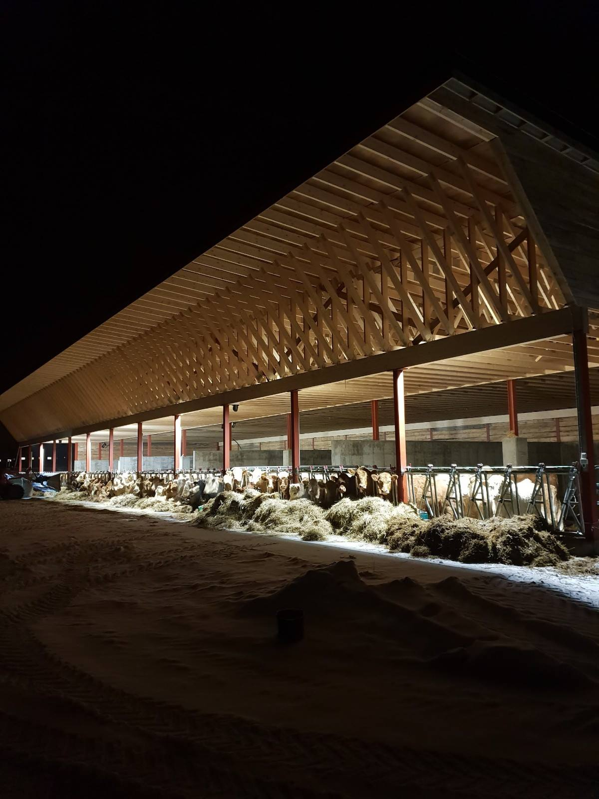 Innredning og drikkekar til ammekufjøs