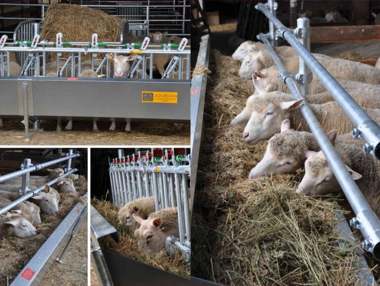 Innredning til sau og geit