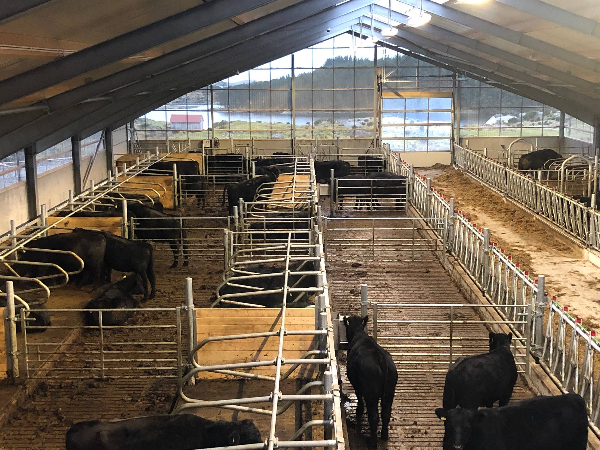 Nytt ammekufjøs på Bokn