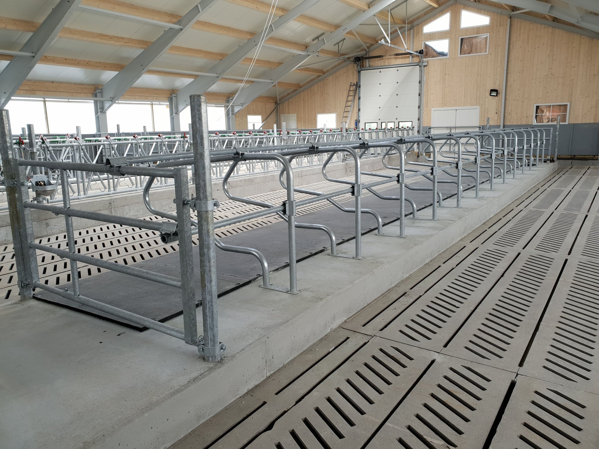 Innflyttingsklar i sitt nye ammekufjøs