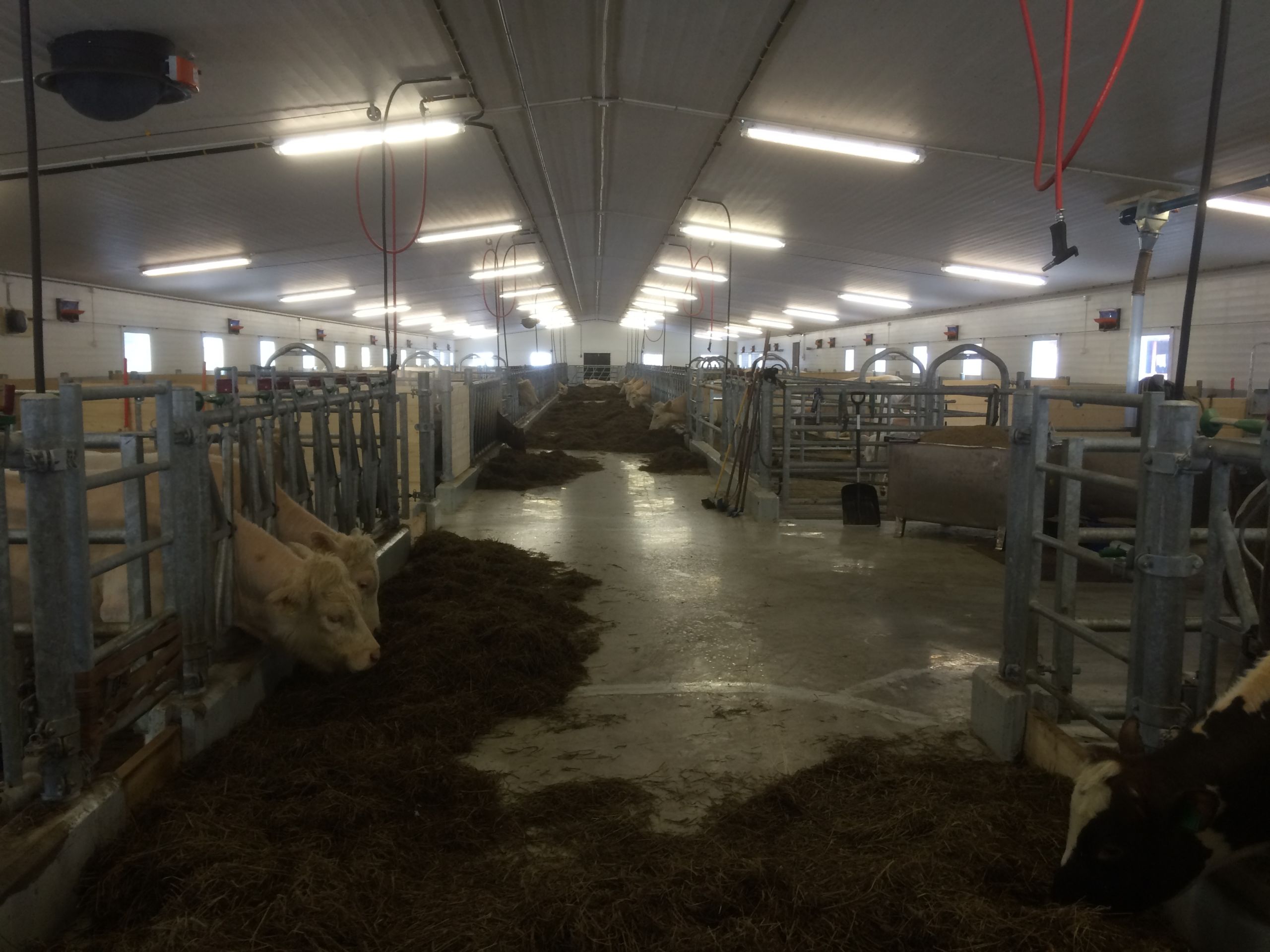 Nytt ammekufjøs til Gøril og Morten Storeng på Tynset