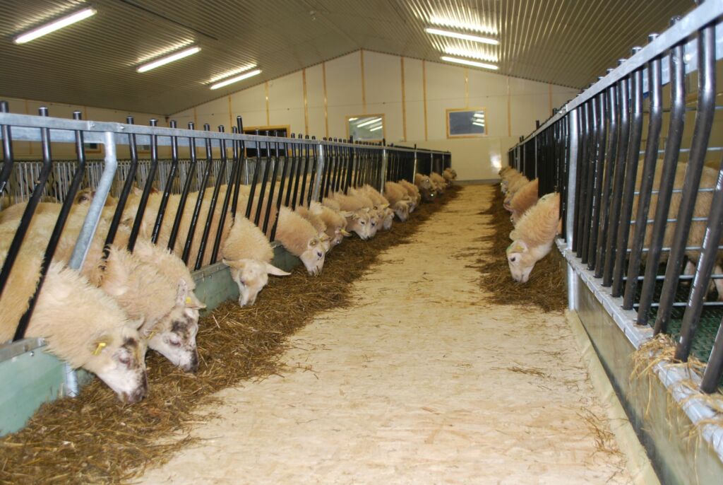 Nytt sauefjøs hos Johannes Mæhlum