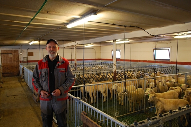 Ominnreda sauefjøs hos Gudbrand Stokke