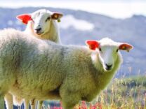 Last ned katalog – Innredning og smart fôring for sau og geit