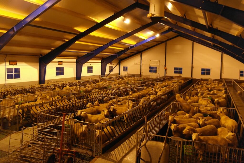 Nytt sauefjøs for 300 v.f. sau i Nesna