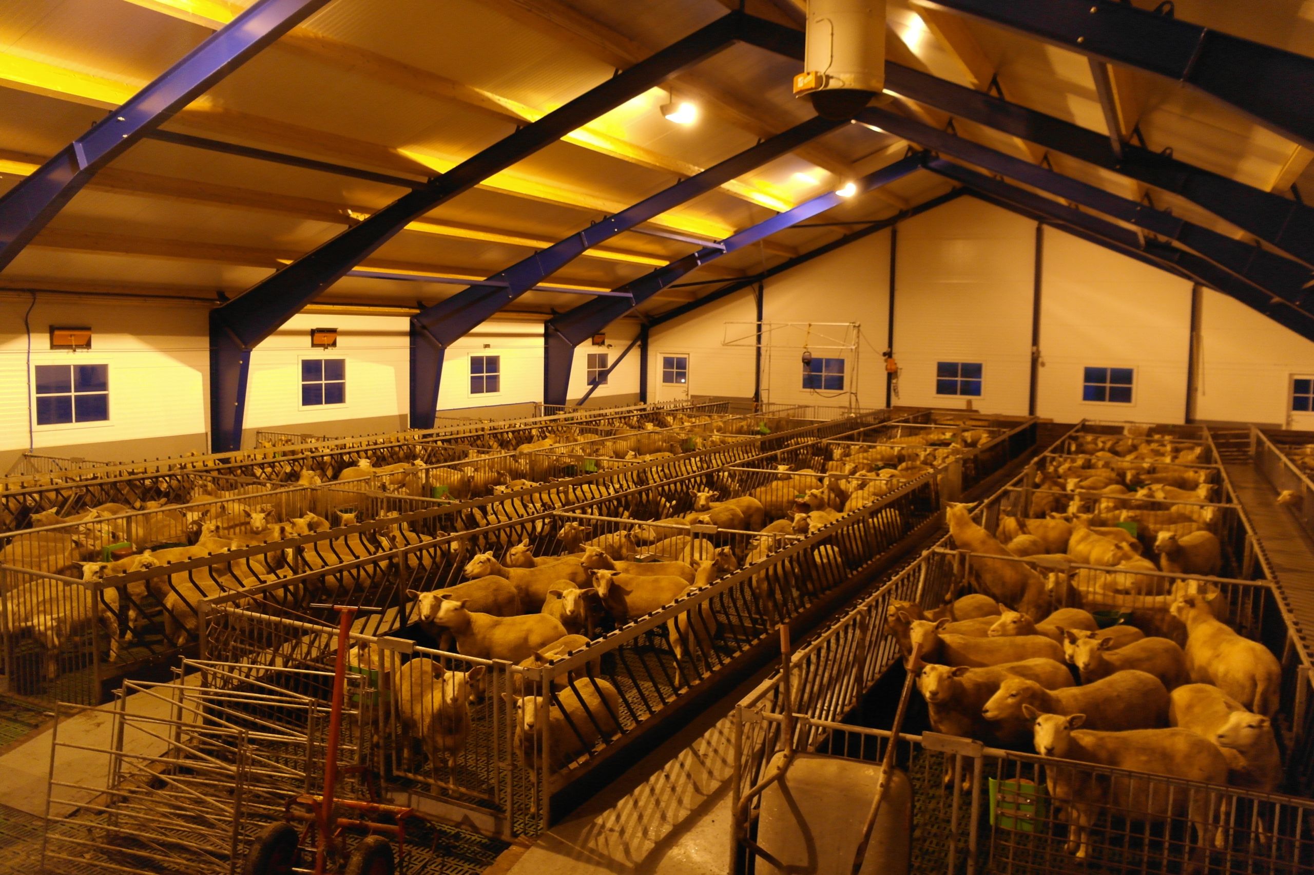 Nytt sauefjøs for 300 v.f. sau i Nesna