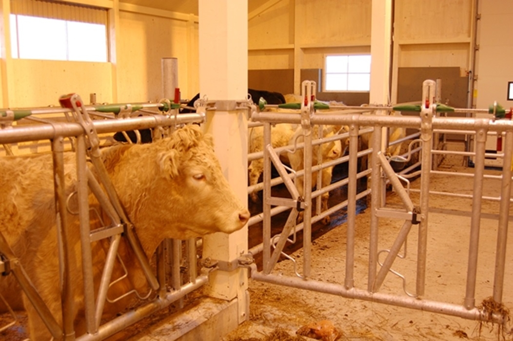 Ammekufjøs i massivtre