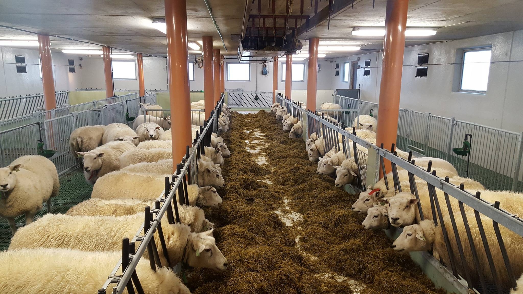 Sauefjøset til Eivind Prestegård