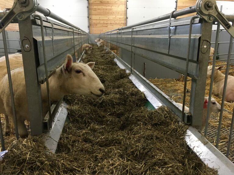 Nytt sauefjøs i Gaupen