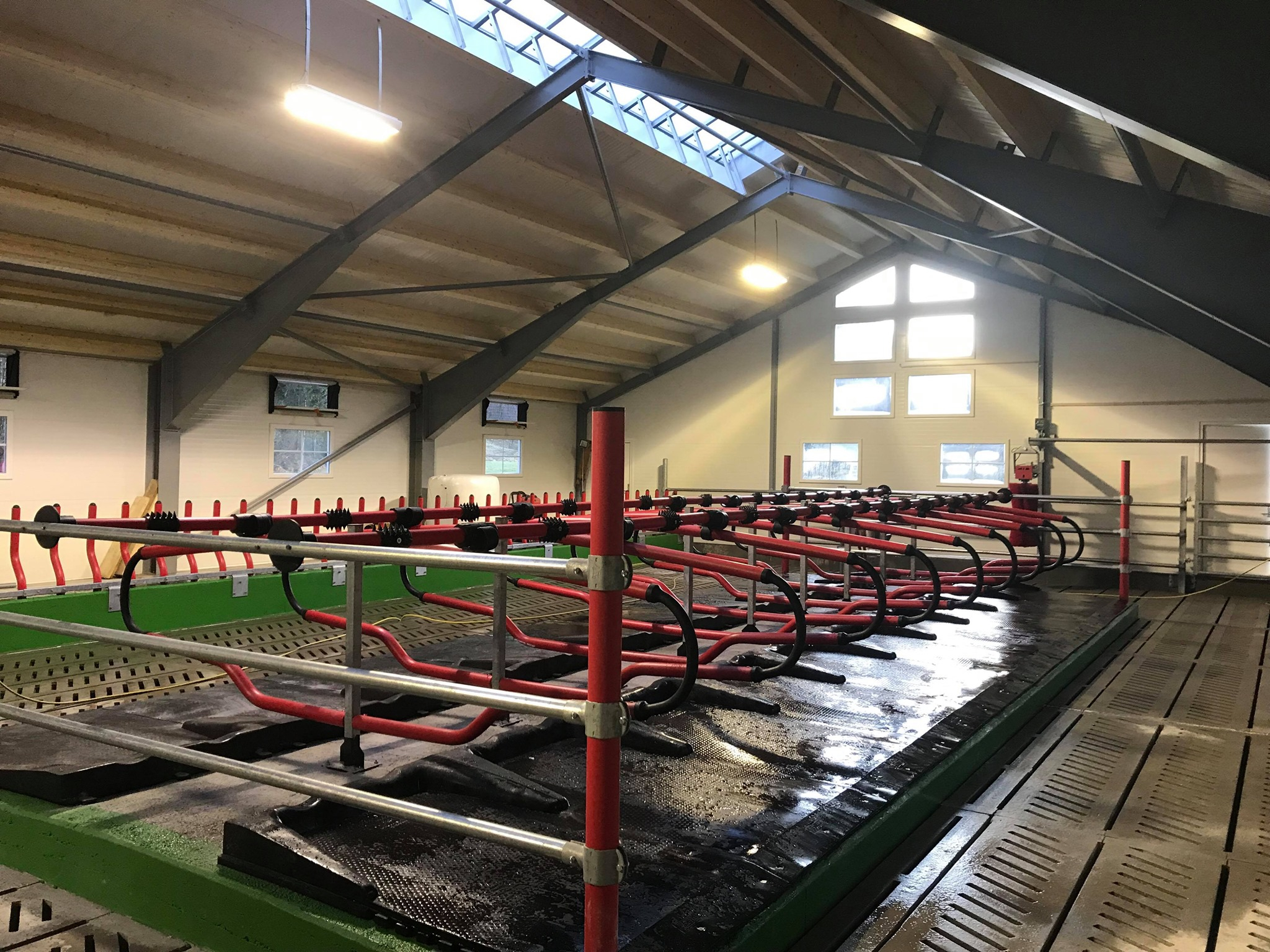 Mjølkeproduksjon på Århus