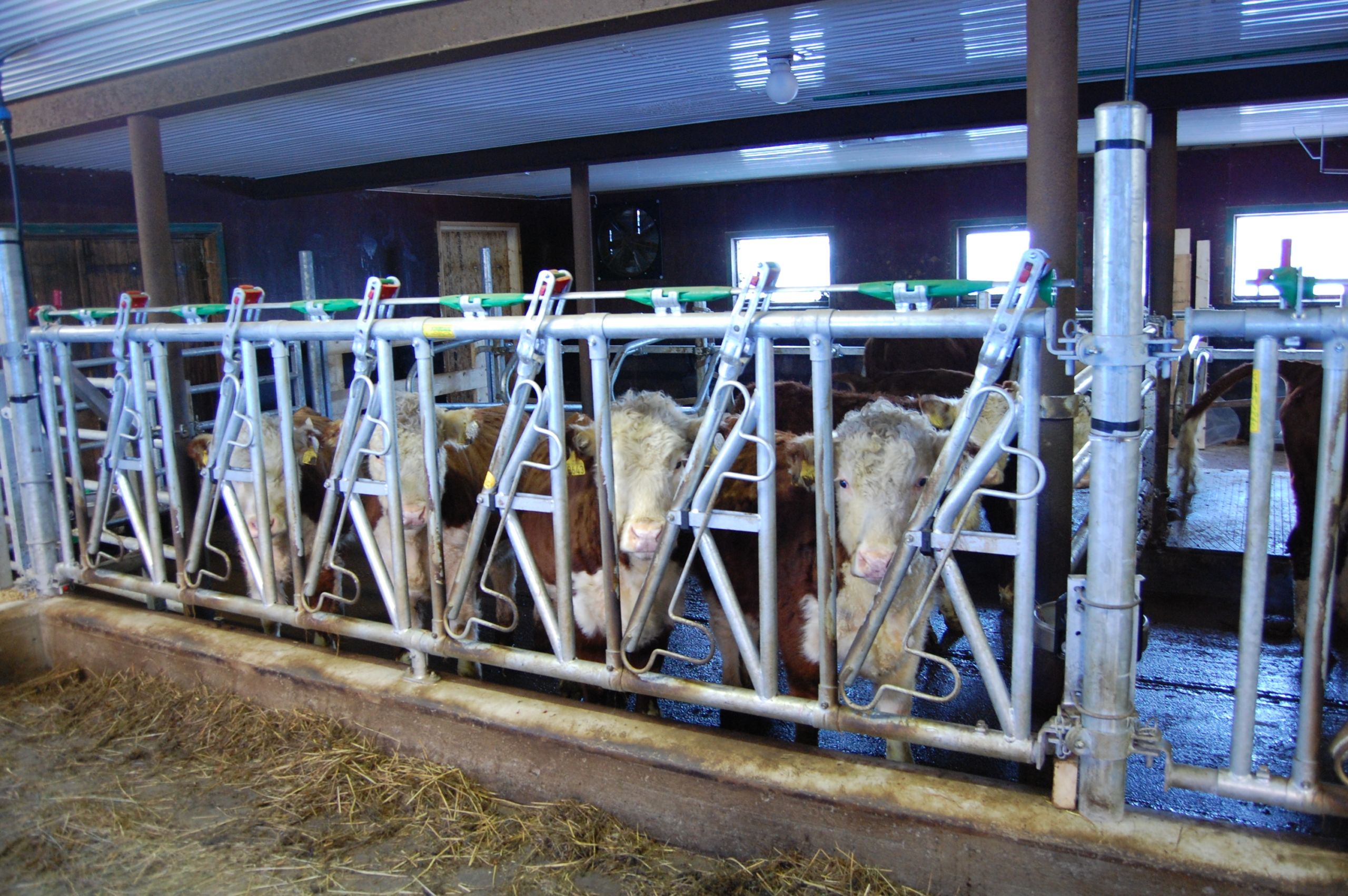 Ombygging til ammeku på Rudrud