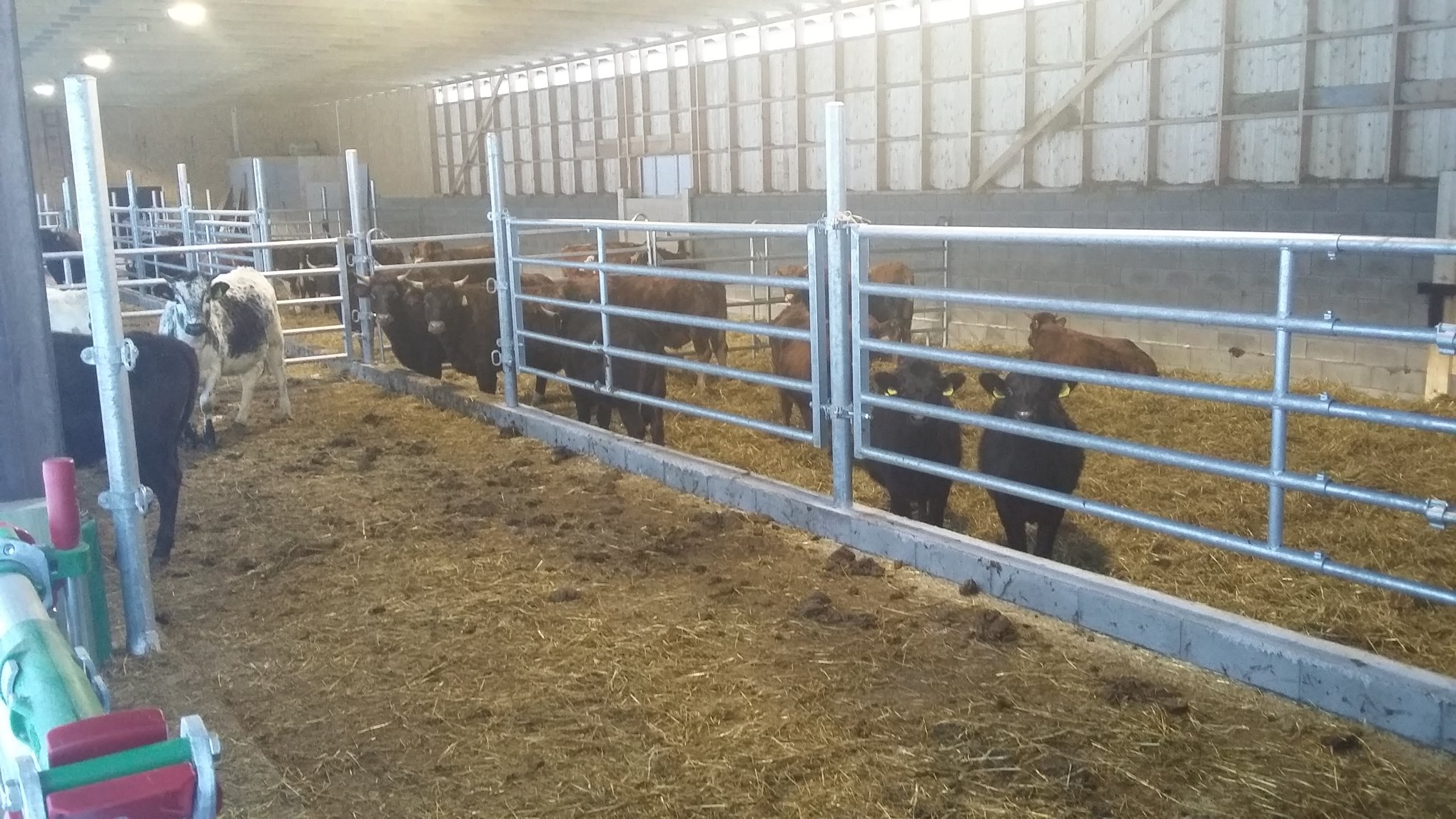 Nytt ammekufjøs på Sel