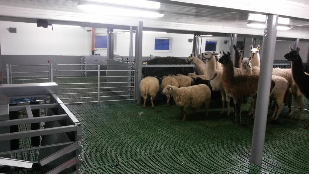 Ombygging av båsfjøs til sau i Hemsedal