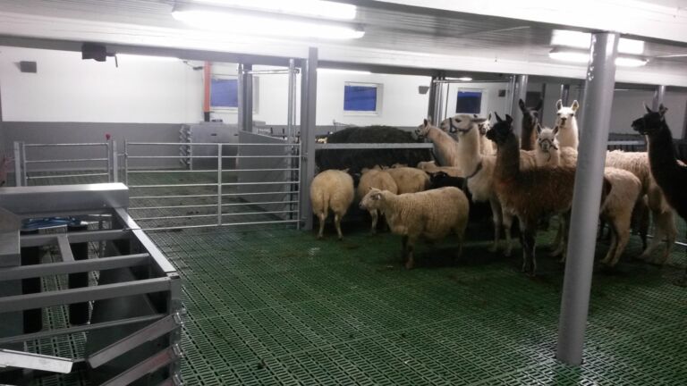 Ombygging av båsfjøs til sau i Hemsedal