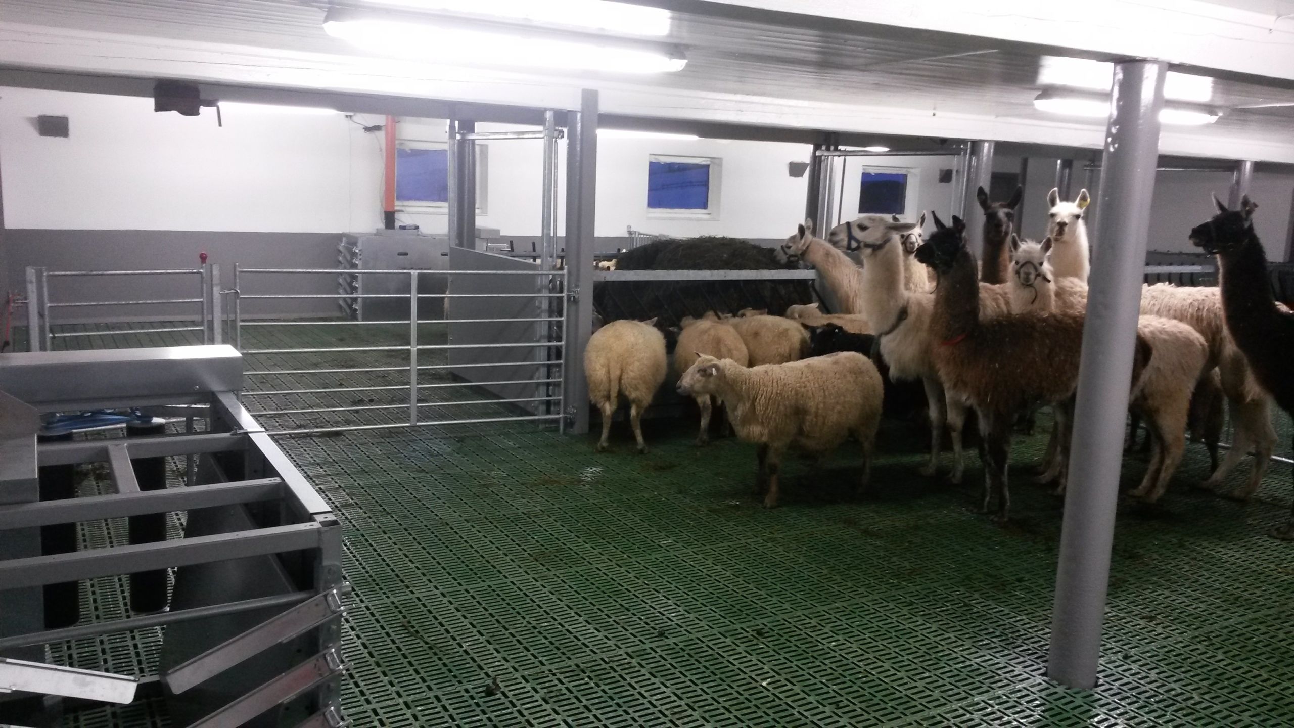 Ombygging av båsfjøs til sau i Hemsedal