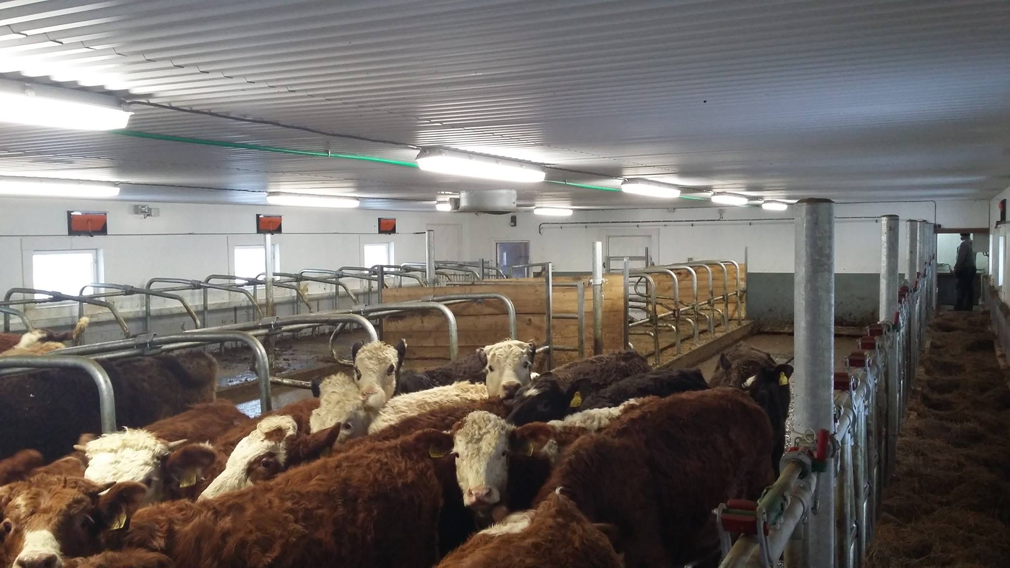 Ombygging fra grisehus til ungdyrfjøs