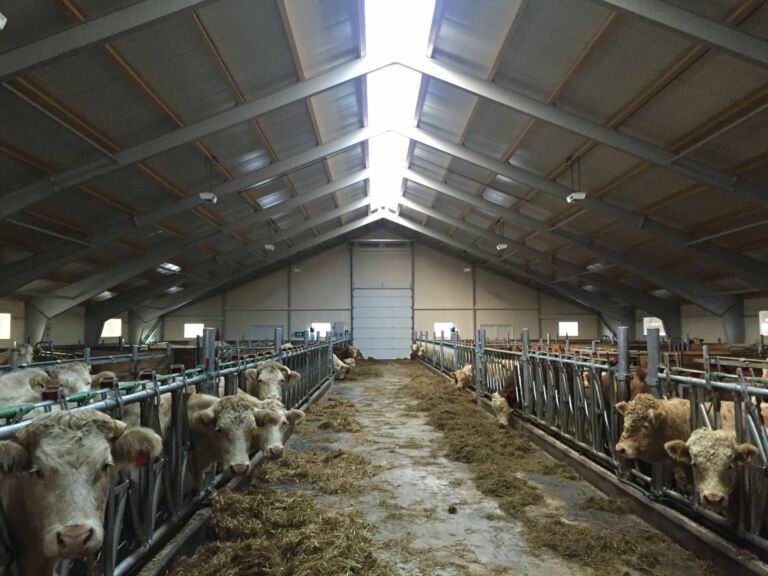 Nytt ammekufjøs på Tangen