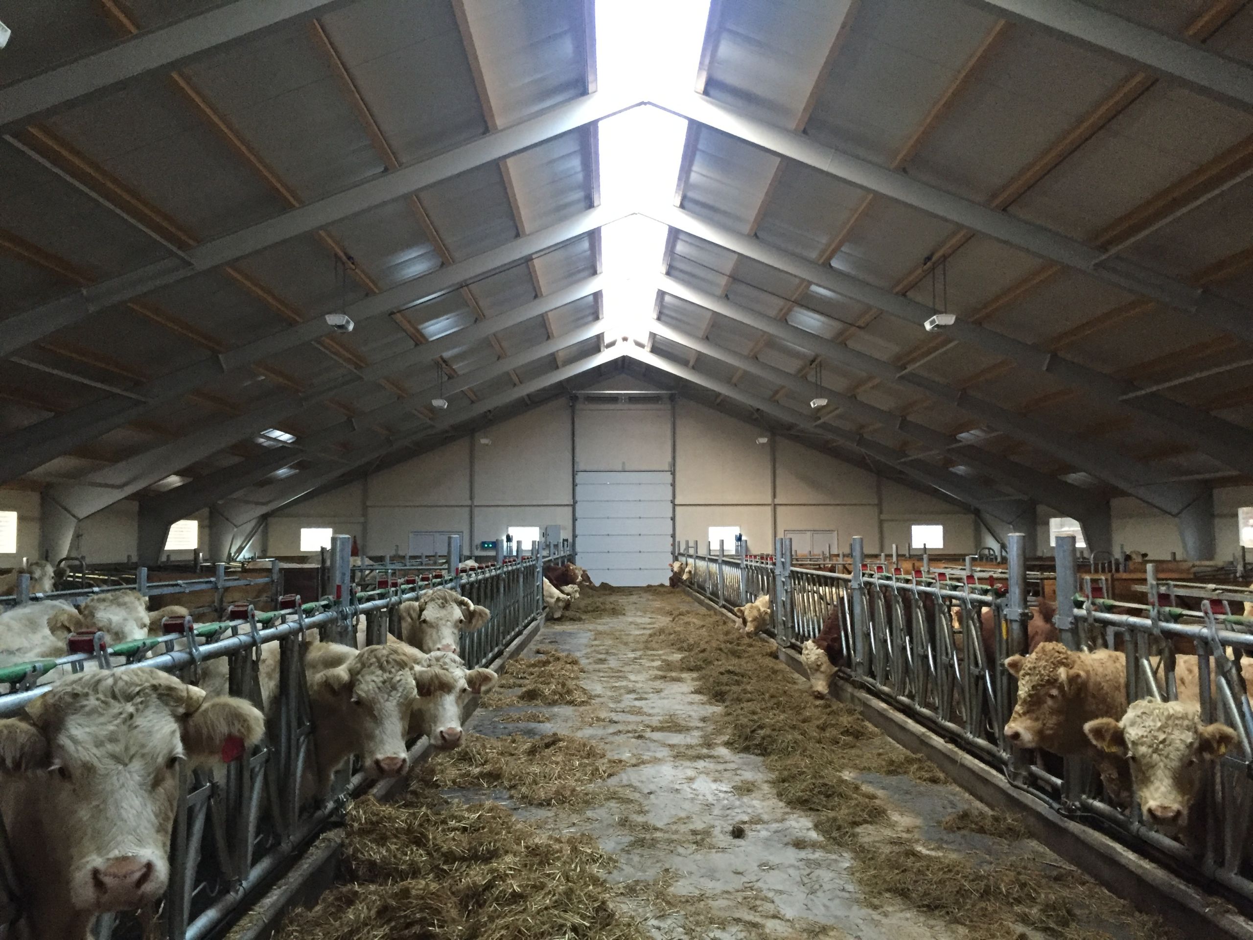 Nytt ammekufjøs på Tangen