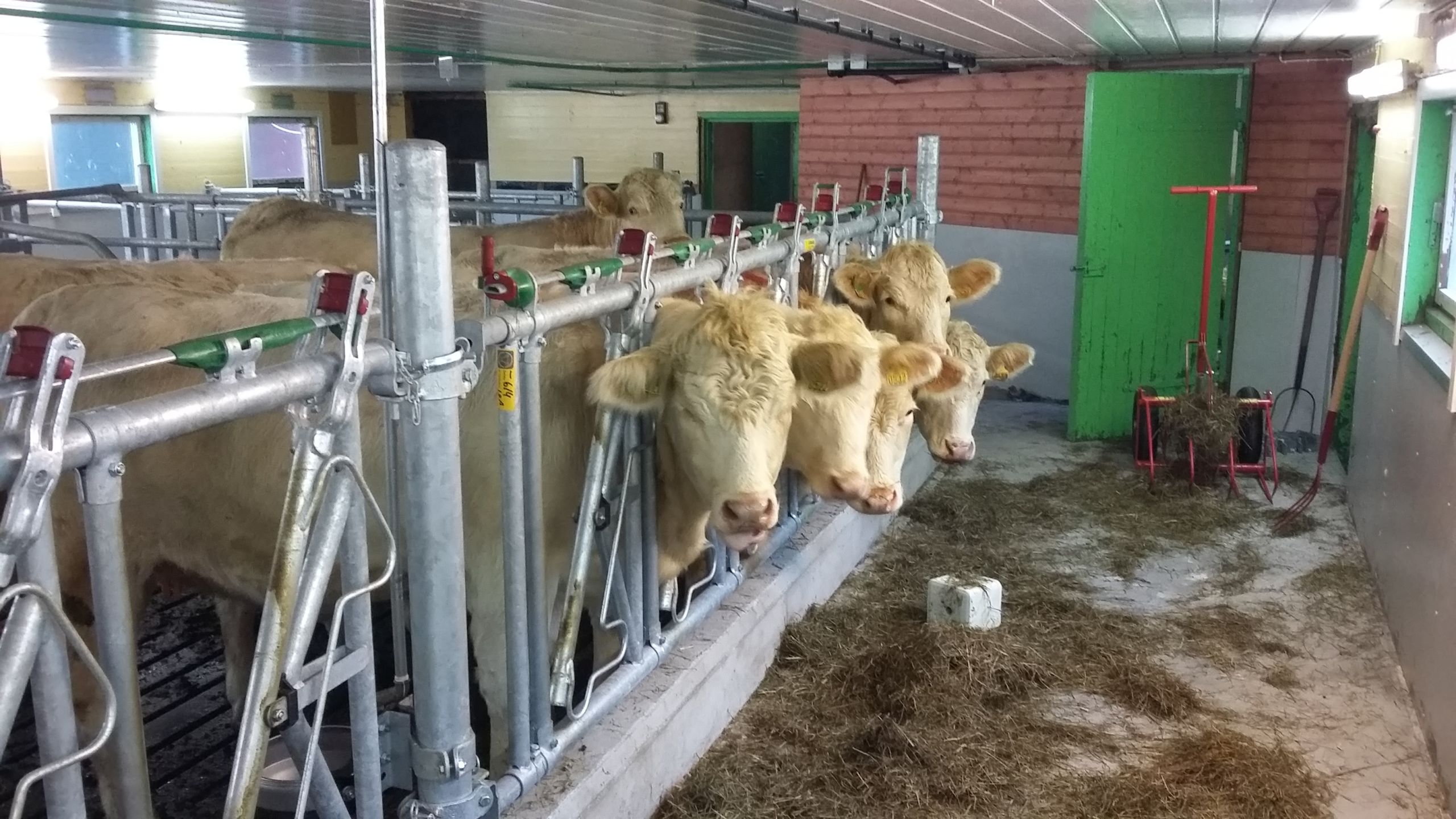 Ombygging sau- til ammekufjøs i Ringebu