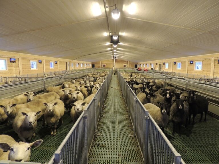 LED-belysning for sau og geit