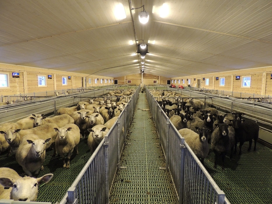 LED-belysning for sau og geit