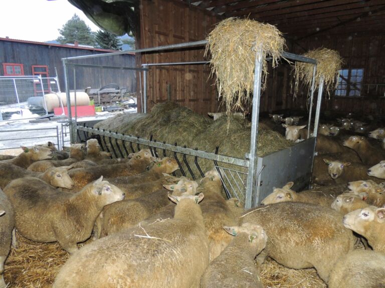 Kraftfôrstasjoner, vekt og fôrkasser hos Hanne Bergesen og Svein Skurdal