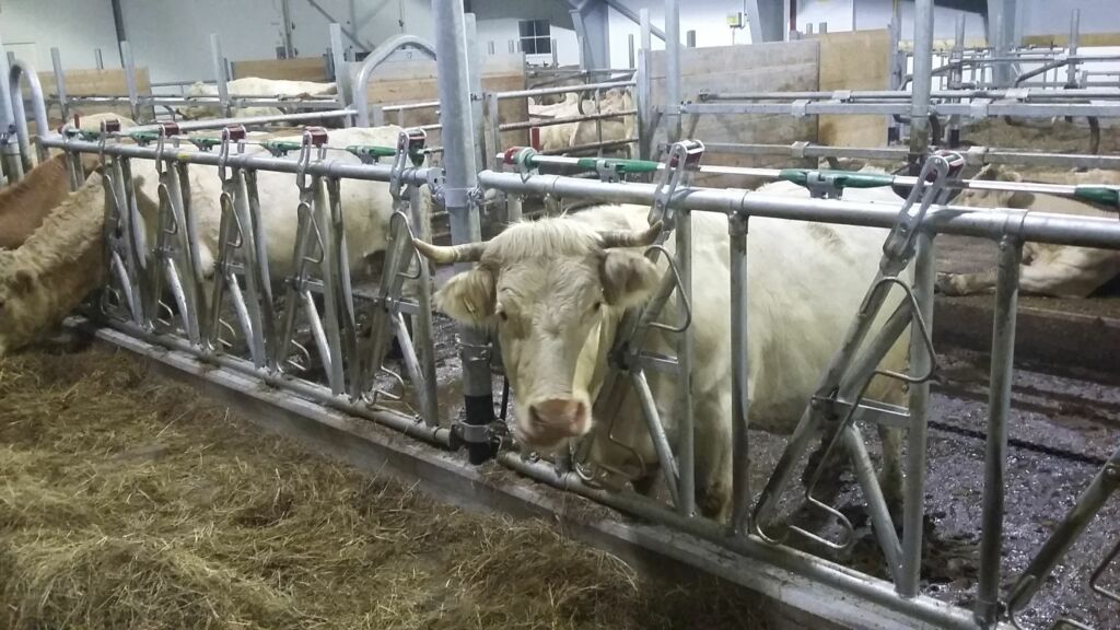 Ammekufjøset på Hogstad Gård Ammekufjøset på Hogstad Gård
