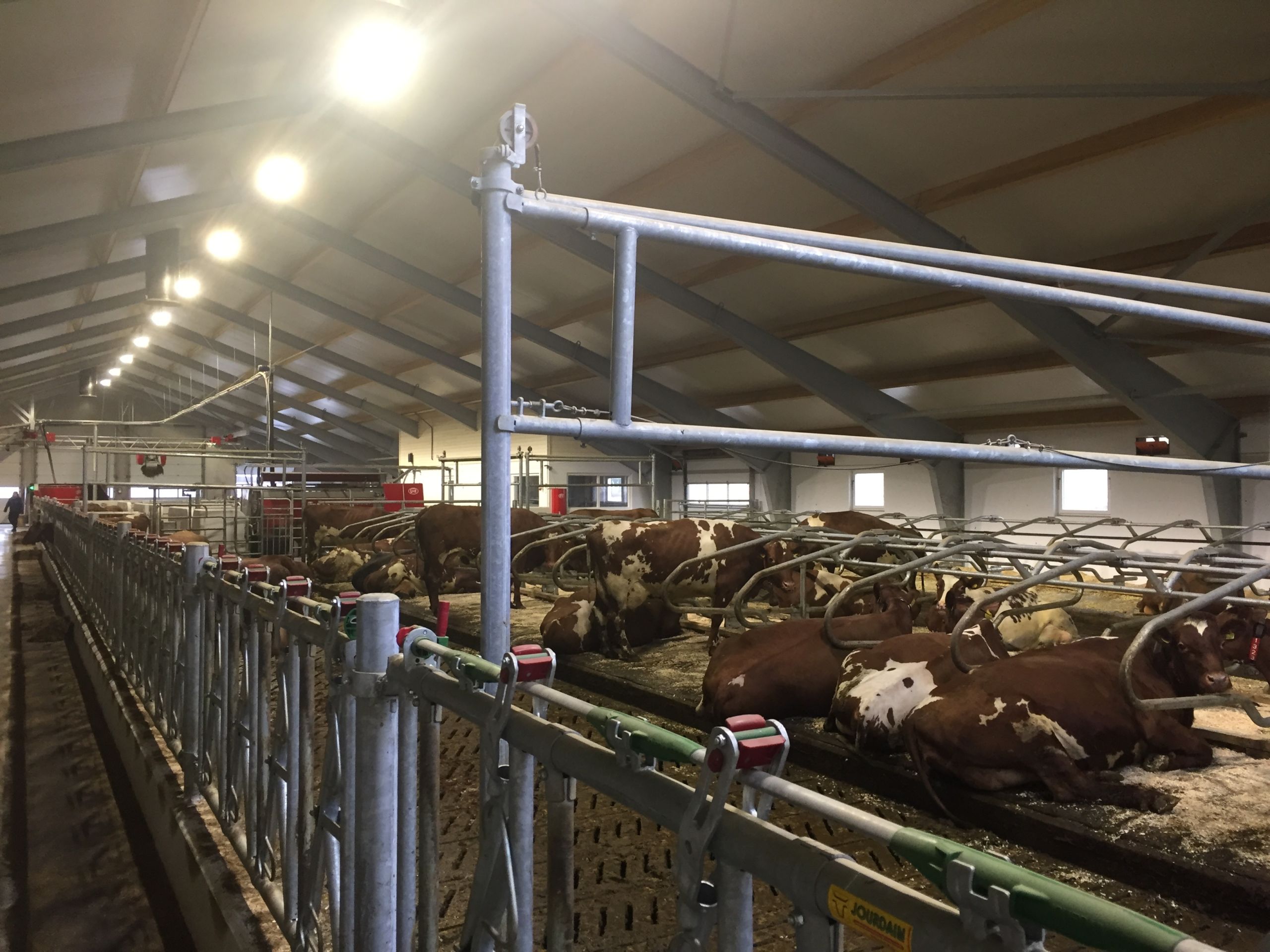 Nytt melkekufjøs på Nevland Gård