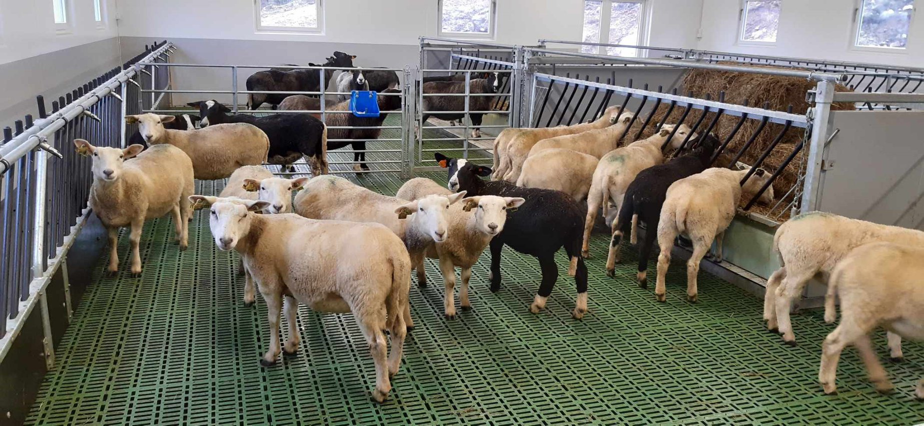 Innredning til et flott sauefjøs