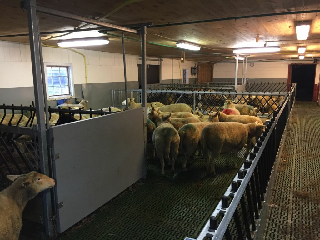 Omgjøring av eksisterende sauefjøs