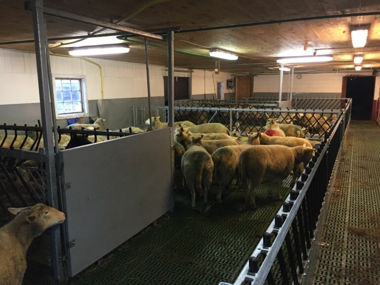 Omgjøring av eksisterende sauefjøs