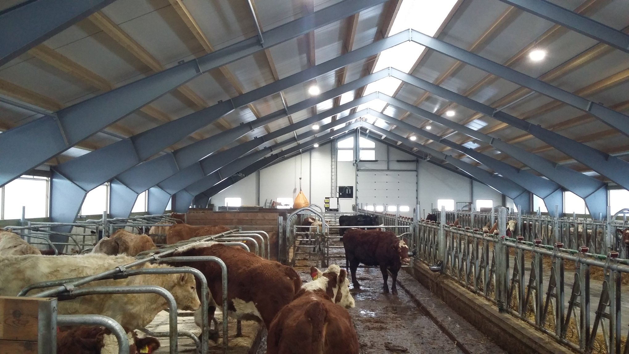 Nytt ammekufjøs på Maura